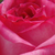 Alb - roz - Trandafir teahibrid - Kordes' Perfecta®